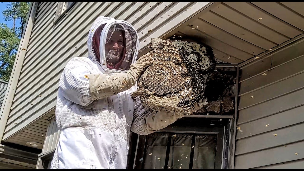 Common Home Attractants for Bees and How to Eliminate Them Safely