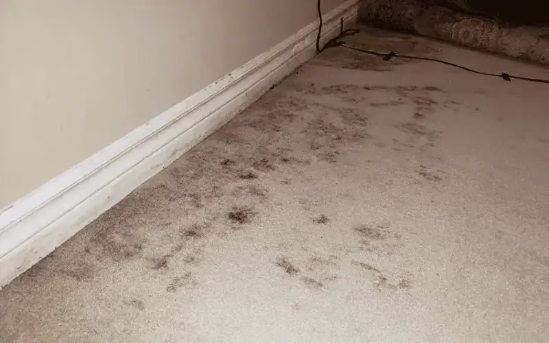 how to remove mold from carpet