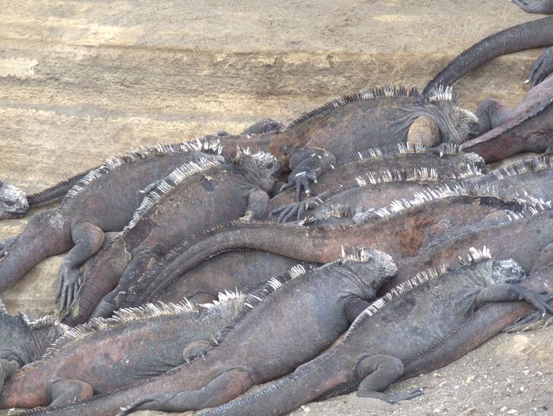 Yacht charter Galapagos