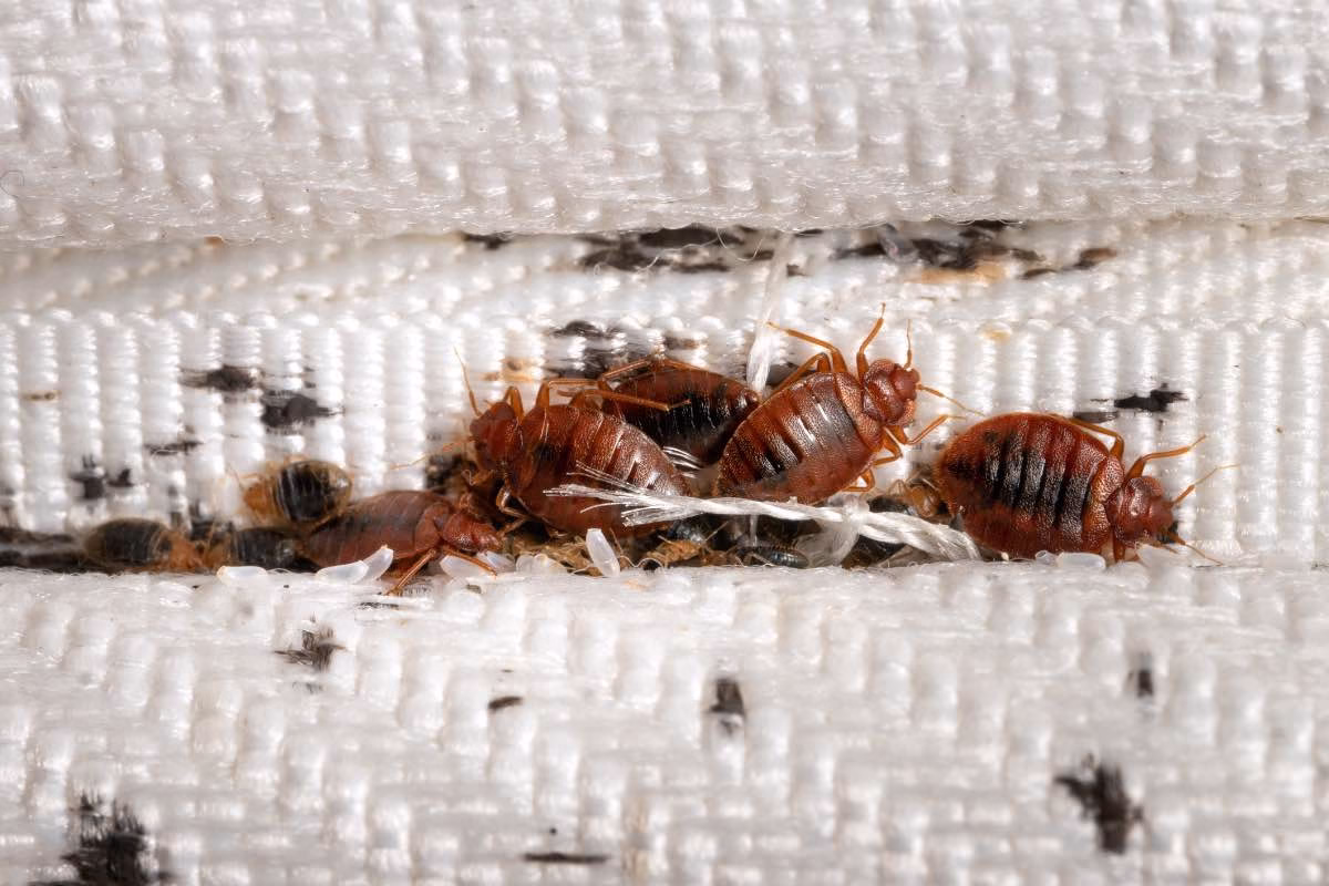 Fight-Infestations-Fast-with-Low-Cost-Bed-Bug-Control.avif